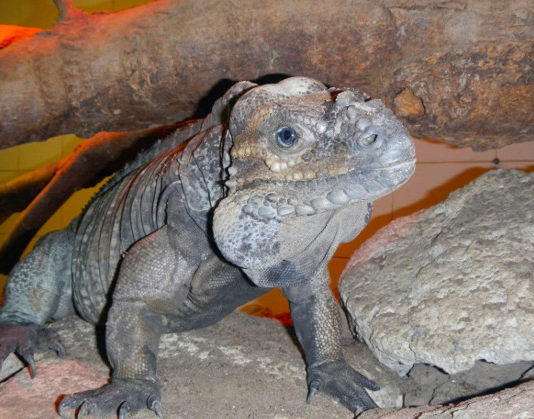 Terrario per iguana 1173 0 terrario iguana_ok